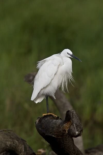 Preening Little Egret - Botswana