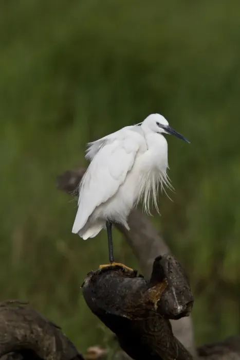 Framed Print : Preening Little Egret - Botswana Framed Print : Preening Little Egret - Botswana