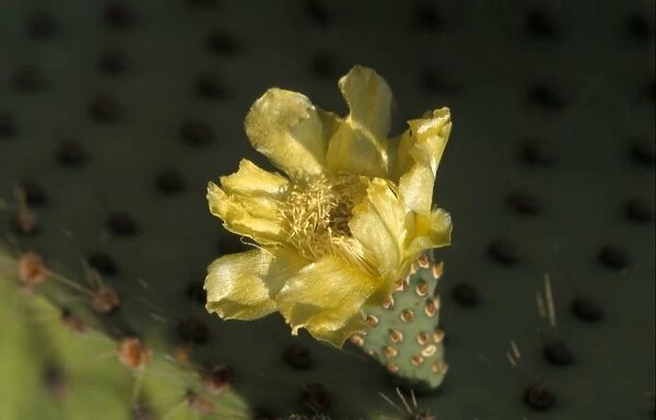 Prickly Pear Cactus (Opuntia echios var. zacana) Flower - North Seymour, Galapagos