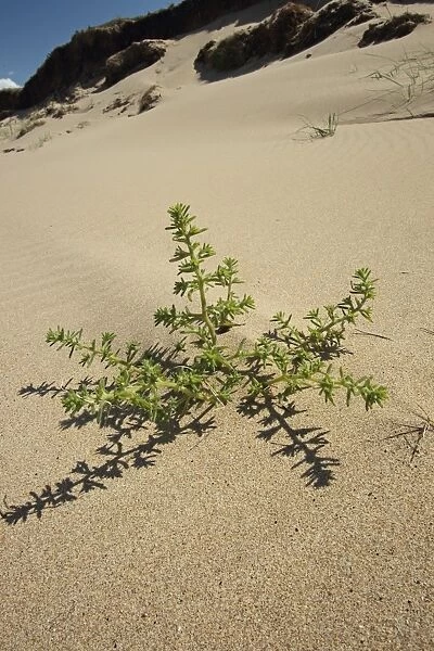 Prickly Saltwort (Salsola kali) growing on coastal sand dune habitat, Gower Peninsula, Glamorgan, Wales, july