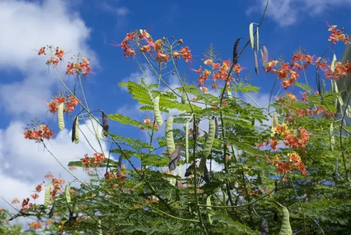 Framed Print : Pride of Barbados (Caesalpinia pulcherrima) flowers and seedpods, Grenada, Grenadines, Windward Islands Framed Print : Pride of Barbados (Caesalpinia pulcherrima) flowers and seedpods, Grenada, Grenadines, Windward Islands