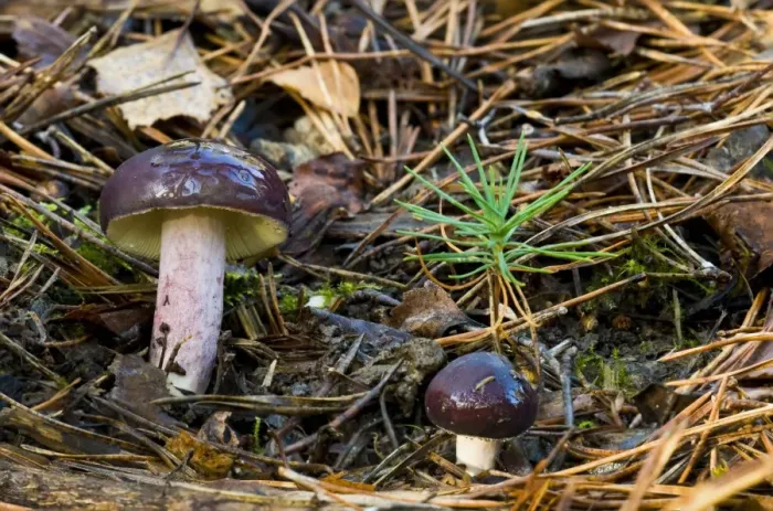 Framed Print : Primrose Brittlegill (Russula sardonia) fruiting bodies, growing amongst fallen pine needles, Brede High Woods Framed Print : Primrose Brittlegill (Russula sardonia) fruiting bodies, growing amongst fallen pine needles, Brede High Woods