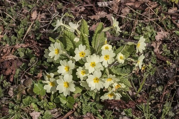 Primrose a common early spring woodland flower