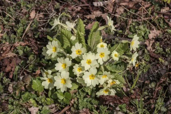 Framed Print : Primrose a common early spring woodland flower Framed Print : Primrose a common early spring woodland flower