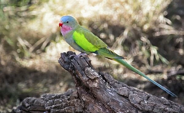 Princess Parrot (Polytelis alexandrae) adult, perched on log, Red Centre, Northern Territory, Australia