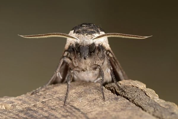 Privet Hawkmoth (Sphinx ligustri) adult, close-up of head and antennae, Oxfordshire, England, July