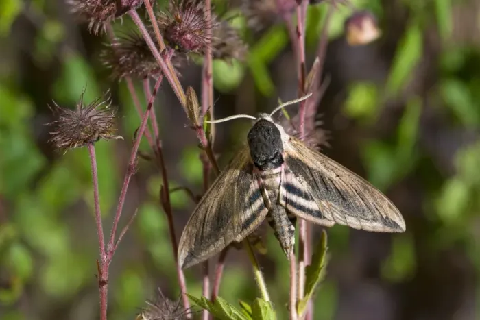 Framed Print : Privet Hawkmoth (Sphinx ligustri) adult, resting on seedhead, Norfolk, England, June