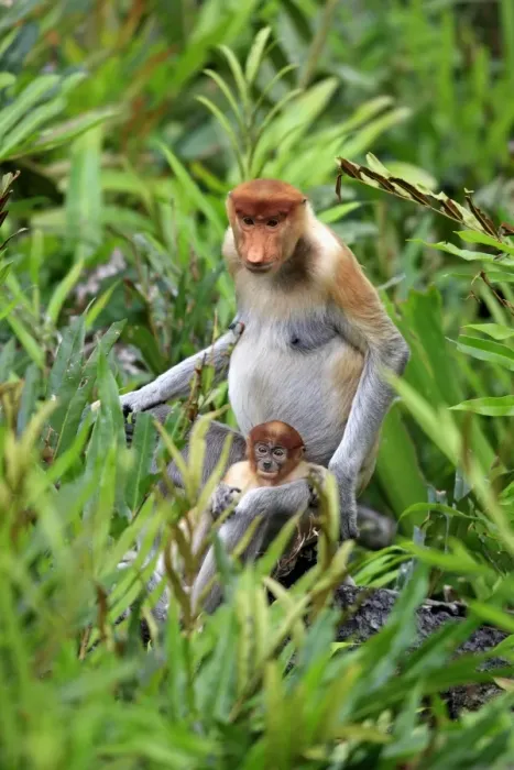Framed Print : Proboscis Monkey (Nasalis larvatus) adult female with young, sitting amongst vegetation, Labuk Bay, Sabah, Borneo, Malaysia Framed Print : Proboscis Monkey (Nasalis larvatus) adult female with young, sitting amongst vegetation, Labuk Bay, Sabah, Borneo, Malaysia