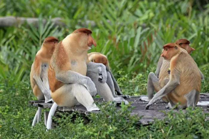 Framed Print : Proboscis Monkey (Nasalis larvatus) adult and immature males, group feeding at food platform, Labuk Bay, Sabah, Borneo, Malaysia Framed Print : Proboscis Monkey (Nasalis larvatus) adult and immature males, group feeding at food platform, Labuk Bay, Sabah, Borneo, Malaysia