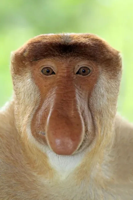 Framed Print : Proboscis Monkey (Nasalis larvatus) adult male, close-up of head, Labuk Bay, Sabah, Borneo, Malaysia Framed Print : Proboscis Monkey (Nasalis larvatus) adult male, close-up of head, Labuk Bay, Sabah, Borneo, Malaysia
