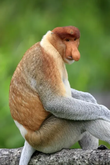 Framed Print : Proboscis Monkey (Nasalis larvatus) adult male, sitting on branch, Labuk Bay, Sabah, Borneo, Malaysia Framed Print : Proboscis Monkey (Nasalis larvatus) adult male, sitting on branch, Labuk Bay, Sabah, Borneo, Malaysia