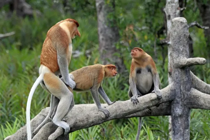 Framed Print : Proboscis Monkey (Nasalis larvatus) adult pair, mating on branch, with another female sitting nearby, Labuk Bay, Sabah, Borneo, Malaysia Framed Print : Proboscis Monkey (Nasalis larvatus) adult pair, mating on branch, with another female sitting nearby, Labuk Bay, Sabah, Borneo, Malaysia