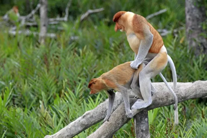 Framed Print : Proboscis Monkey (Nasalis larvatus) adult pair, mating on branch, Labuk Bay, Sabah, Borneo, Malaysia Framed Print : Proboscis Monkey (Nasalis larvatus) adult pair, mating on branch, Labuk Bay, Sabah, Borneo, Malaysia
