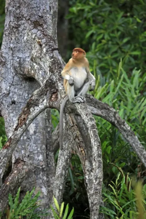 Framed Print : Proboscis Monkey (Nasalis larvatus) immature male, sitting in tree, Labuk Bay, Sabah, Borneo, Malaysia