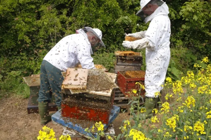 Framed Print : Professional beekeeping, beekeepers examining Western Honey Bee (Apis mellifera) Framed Print : Professional beekeeping, beekeepers examining Western Honey Bee (Apis mellifera)