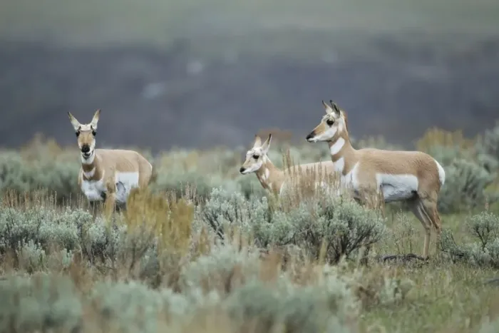 Framed Print : Pronghorn (Antilocapra americana) adult females and calf, standing in sagebrush, Yellowstone N. P. Wyoming, U. S. A Framed Print : Pronghorn (Antilocapra americana) adult females and calf, standing in sagebrush, Yellowstone N. P. Wyoming, U. S. A