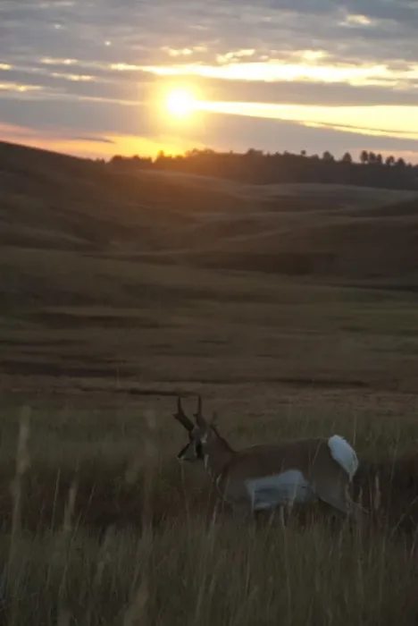 Framed Print : Pronghorn (Antilocapra americana) adult male, walking in hilly prairie habitat at sunset, Custer State Park, Black Hills, South Dakota, U. S. A. september