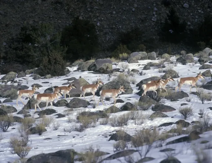Framed Print : Pronghorn (Antilocapra americana) Herd in snowy Yellowstone landscape