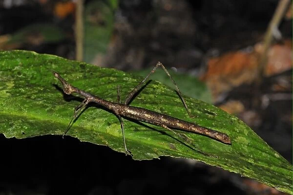 Proscopiid Grasshopper (Apioscelis sp. ) Jumping Stick Insect, adult, resting on leaf, Yasuni N. P. Amazon, Ecuador