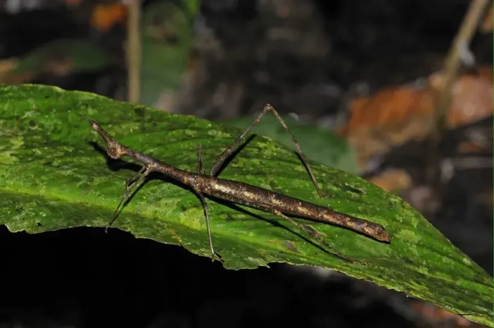 Framed Print : Proscopiid Grasshopper (Apioscelis sp. ) Jumping Stick Insect, adult, resting on leaf, Yasuni N. P. Amazon, Ecuador Framed Print : Proscopiid Grasshopper (Apioscelis sp. ) Jumping Stick Insect, adult, resting on leaf, Yasuni N. P. Amazon, Ecuador