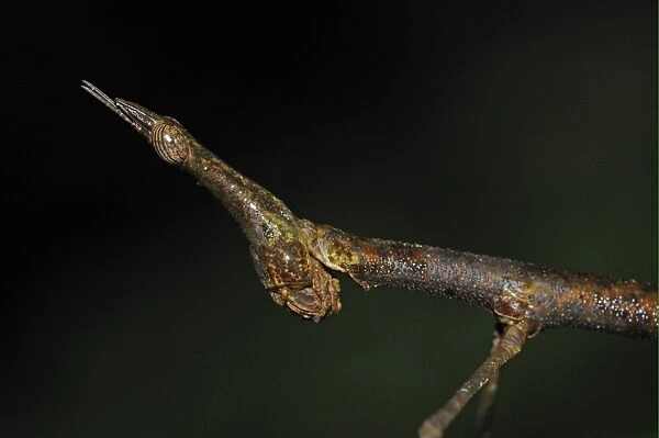 Proscopiid Grasshopper (Apioscelis sp. ) Jumping Stick Insect, adult, close-up of head, Yasuni N. P. Amazon, Ecuador