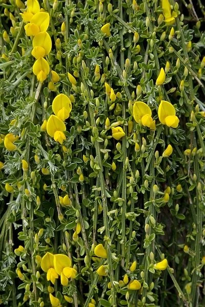 Prostrate Broom (Cytisus scoparius ssp, maritimus) close-up of flowers, Jersey, Channel Islands, May