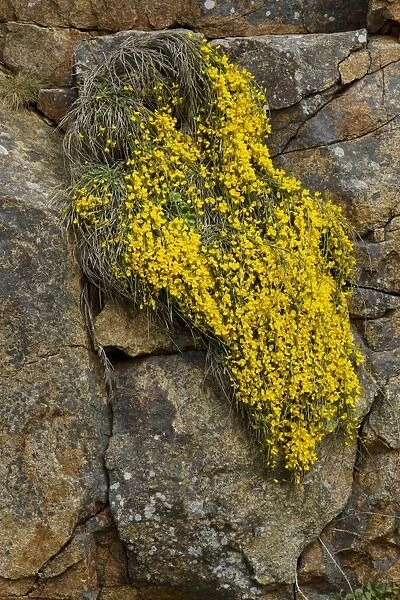 Prostrate Broom (Cytisus scoparius ssp, maritimus) flowering, growing over rocks, Jersey, Channel Islands, May