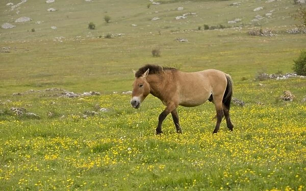 Przewalskis Horse (Equus ferus przewalskii) adult, walking in semi-wild conditions of plateau grassland, Le Villaret