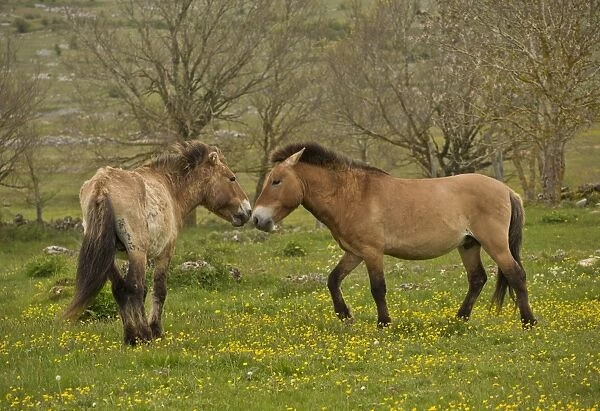 Przewalskis Horse (Equus ferus przewalskii) two adults, interacting in semi-wild conditions of plateau grassland