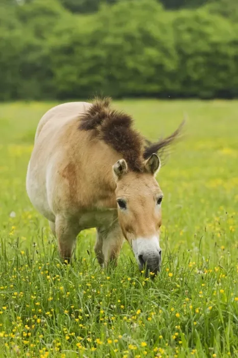 Framed Print : Przewalski's Horse (Equus przewalskii) adult, grazing in grassland, reintroduction project, Natuurpark Lelystad, Flevoland, Netherlands