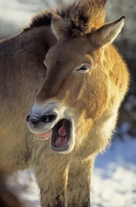 Framed Print : Przewalski's Horse (Equus przewalskii) adult male, yawning, close-up of head, in snow, captive Framed Print : Przewalski's Horse (Equus przewalskii) adult male, yawning, close-up of head, in snow, captive