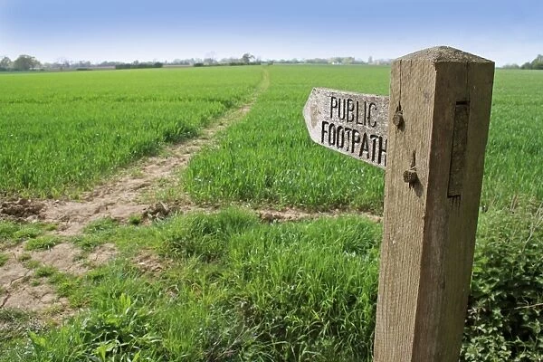 Public footpath sign at edge of arable field, with footpath through cereal crop, Mendlesham, Suffolk, England, April
