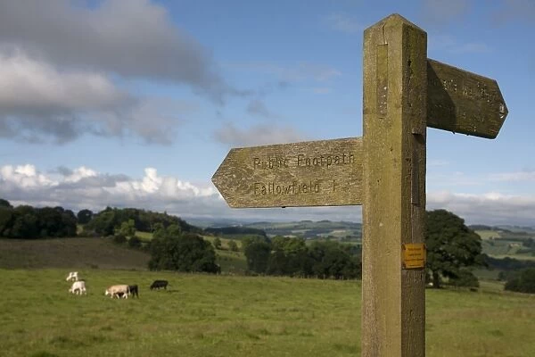 Public footpath sign at edge of pasture with cattle, looking towards Hexham from Planetrees, Hadrians Wall