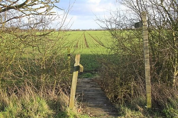Public Footpath sign and footbridge over ditch, crossing arable field with seedling crop, Bacton, Suffolk, England