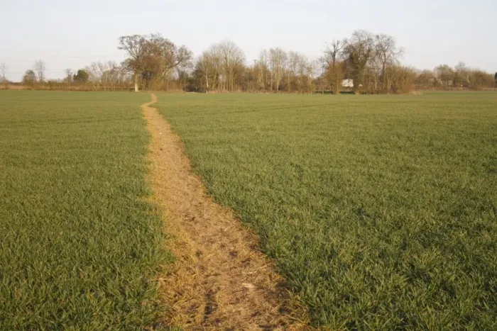 Framed Print : Public footpath through sprayed off young cereal crop in arable farmland, Bacton, Suffolk, England, march Framed Print : Public footpath through sprayed off young cereal crop in arable farmland, Bacton, Suffolk, England, march