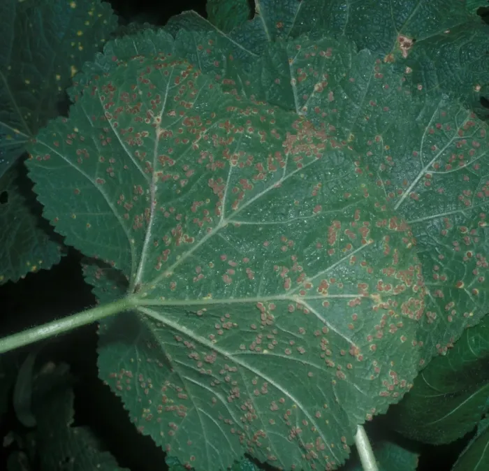 Framed Print : Puccinia malvacearum, also known as Hollyhock rust, is a species within the Puccinia genus known for attacking members