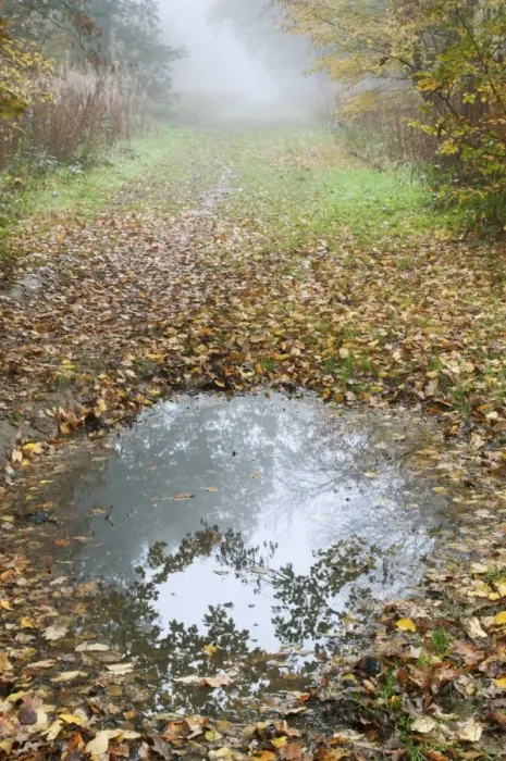 Framed Print : Puddle and fallen leaves on woodland path, Kent, England, november Framed Print : Puddle and fallen leaves on woodland path, Kent, England, november