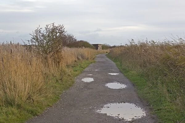 Puddles on path towards South Hide, Minsmere RSPB Reserve, Suffolk, England, november