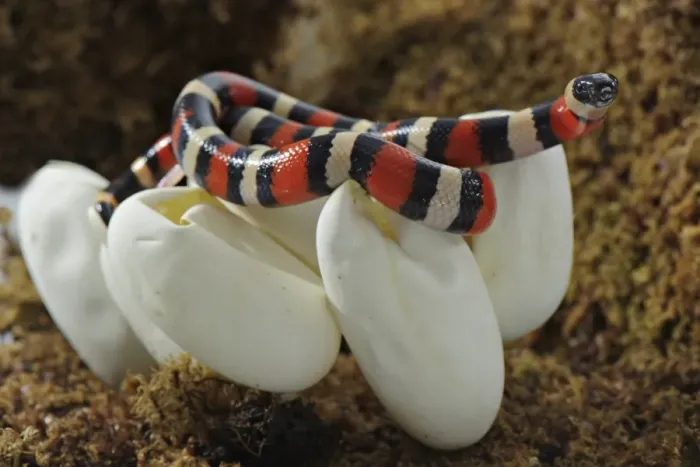 Framed Print : Pueblan Milk Snake (Lampropeltis triangulum campbelli) young, hatching from egg, Mexico