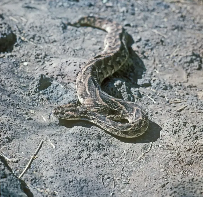 Framed Print : Puff Adder (Bitis arietans) (S) Framed Print : Puff Adder (Bitis arietans) (S)