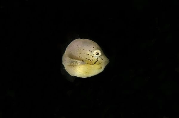 Puffer Filefish (Brachaluteres taylori) juvenile, swimming, Lembeh Straits, Sulawesi, Greater Sunda Islands, Indonesia