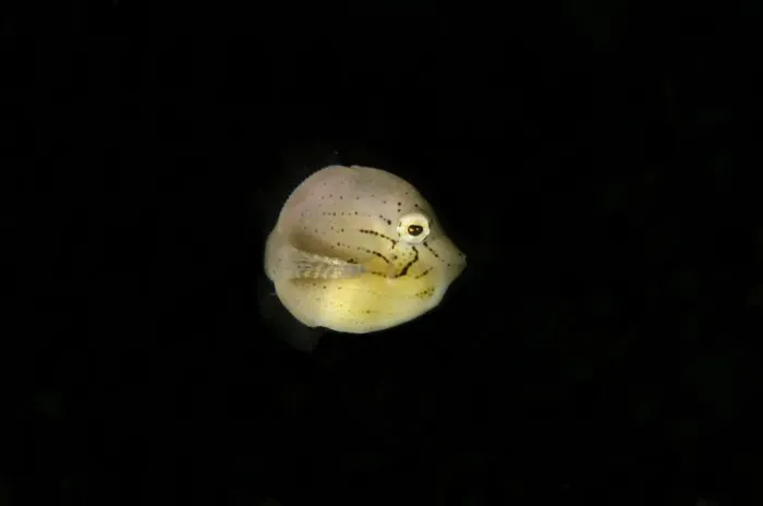 Framed Print : Puffer Filefish (Brachaluteres taylori) juvenile, swimming, Lembeh Straits, Sulawesi, Greater Sunda Islands, Indonesia Framed Print : Puffer Filefish (Brachaluteres taylori) juvenile, swimming, Lembeh Straits, Sulawesi, Greater Sunda Islands, Indonesia