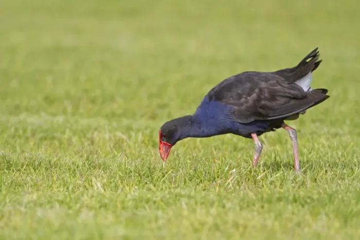Framed Print : Pukeko (Porphyrio porphyrio melanotus) adult, foraging on short grass, New Zealand, november Framed Print : Pukeko (Porphyrio porphyrio melanotus) adult, foraging on short grass, New Zealand, november