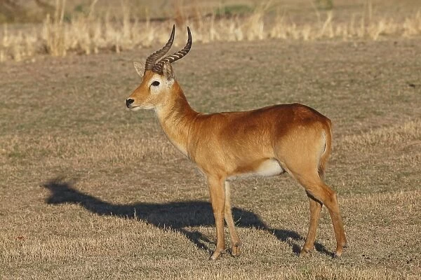 Puku (Kobus vardonii) adult male, standing on grassland, South Luangwa N. P. Zambia, June