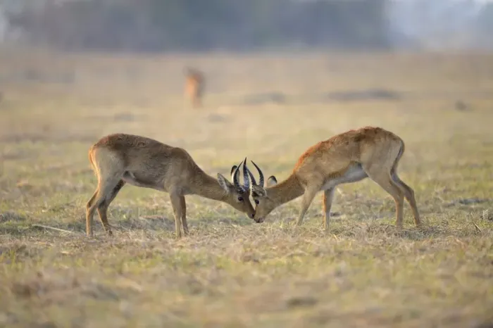 Framed Print : Puku (Kobus vardonii) two adult males, fighting, Kafue N. P. Zambia, September