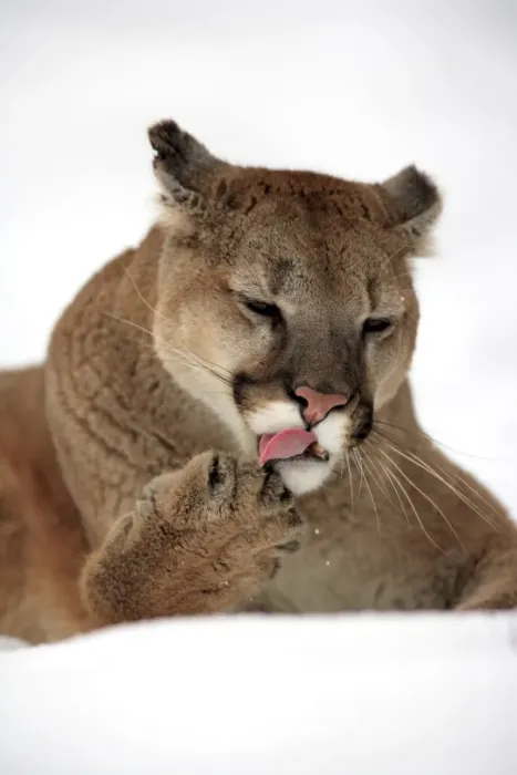 Framed Print : Puma (Felis concolor) adult, close-up of head, licking front paw, resting in snow, Montana, U. S. A. winter (captive) Framed Print : Puma (Felis concolor) adult, close-up of head, licking front paw, resting in snow, Montana, U. S. A. winter (captive)