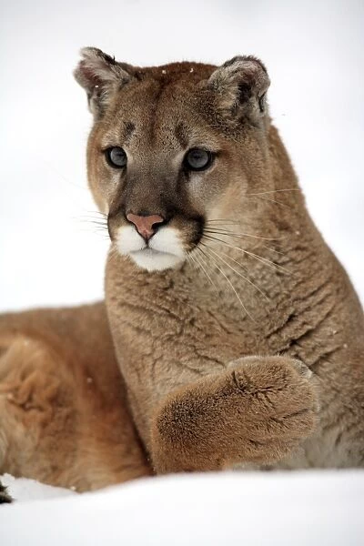 Puma (Felis concolor) adult, close-up of head and front paw, resting in snow, Montana, U. S. A. winter (captive)
