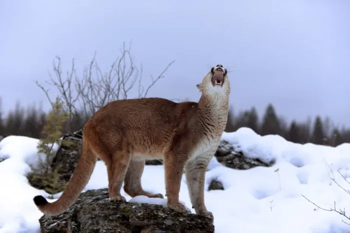 Framed Print : Puma (Felis concolor) adult, with mouth open, standing on rock in snow, Montana, U. S. A. winter (captive) Framed Print : Puma (Felis concolor) adult, with mouth open, standing on rock in snow, Montana, U. S. A. winter (captive)