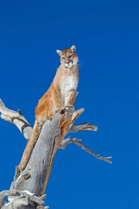 Framed Print : Puma (Felis concolor) adult, sitting in dead tree, Rocky Mountains, Montana, U. S. A. january (captive) Framed Print : Puma (Felis concolor) adult, sitting in dead tree, Rocky Mountains, Montana, U. S. A. january (captive)