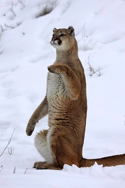 Puma (Felis concolor) adult, sitting up on hind legs in snow, Montana, U. S. A. winter (captive)